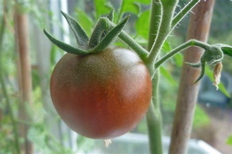 Tomato Rosella awarded AGM in RHS trials - MandyCanUDigIt