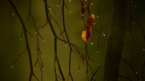 Rainy Nature 4k Wallpapers - Wallpaper Cave