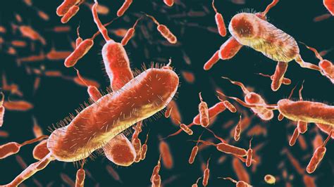 Choléra : Causes, Symptômes, Traitement et Prévention