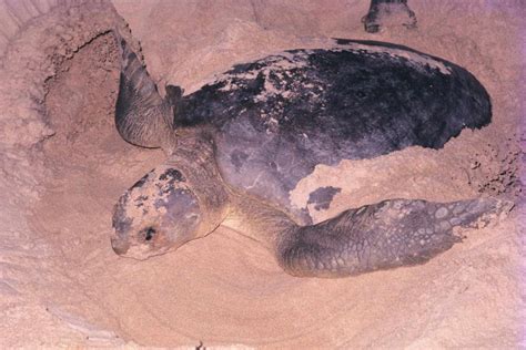 Flatback Sea Turtle Facts