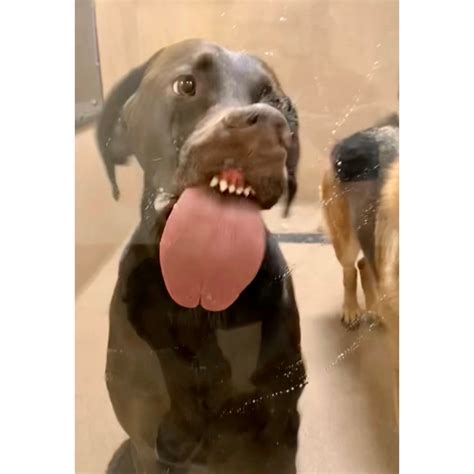 boca park animal hospital