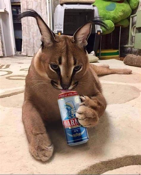 floppa popadł w alkoholizm Fotos De Cosas Raras, Imagenes De Animales ...