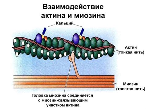Скелетные мышцы, волокна, миофибриллы и миозин,