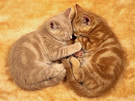 40 Really Cute Cuddling Kittens in the World - The Design Inspiration ...