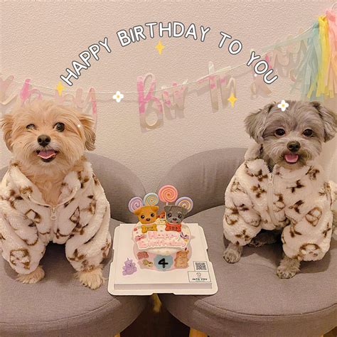 happy dog grooming  people recommend  business   mountain ave ontario ca
