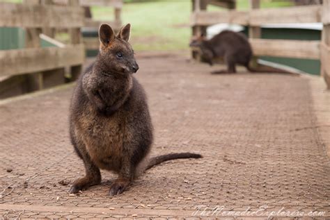 День на острове Филлипа: Phillip Island Wildlife Park, морские котики и ...