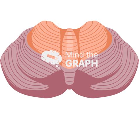 Cerebellum posterior