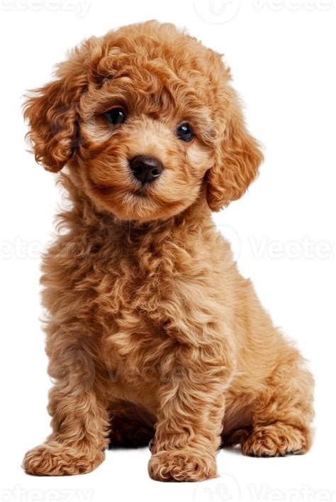 Cute curly pup on white backdrop, cut out - stock . 50481362 PNG