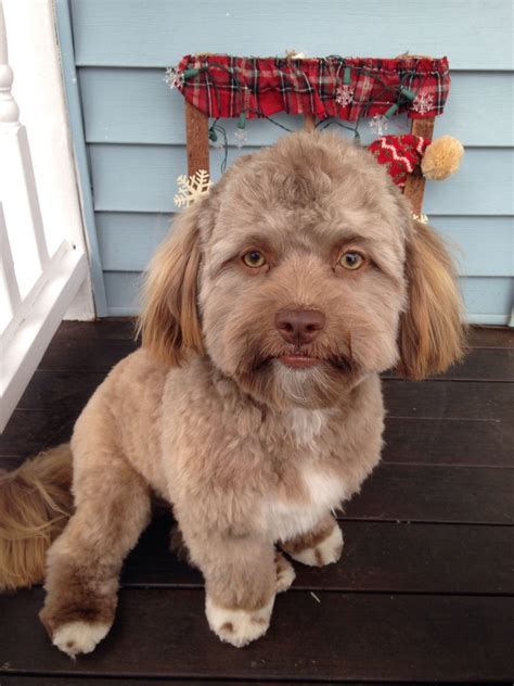Dogs With Human Eyes