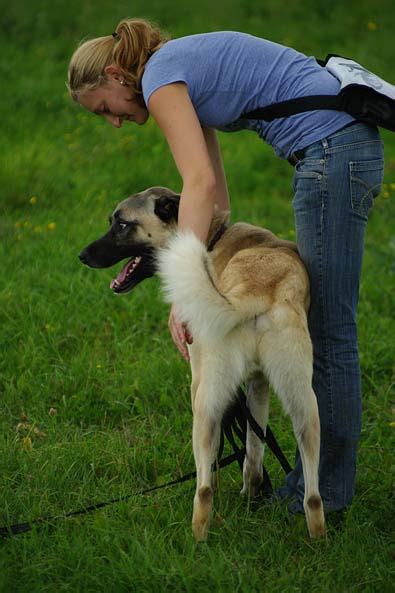 Tiervermittlung, Karabas, Kangal, Frankreich, Hunde, Welpen, Katzen ...