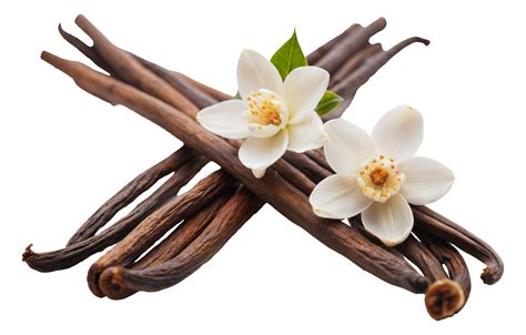 vanilla bean pods  flowers cut  stock png  png