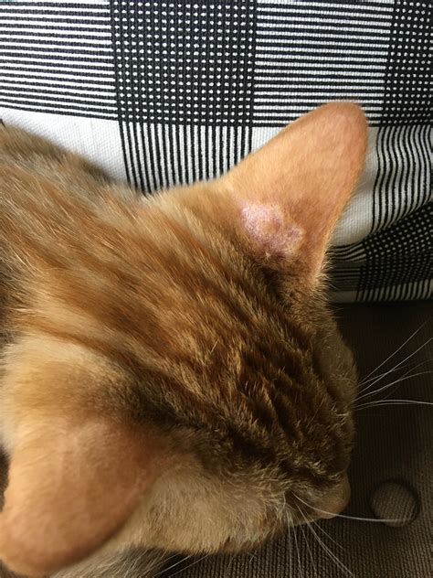 Ringworm Cat Ear