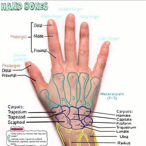 hand anatomy overview complete guide  hand anatomy parts names