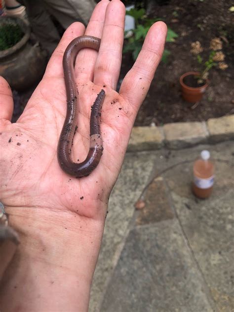 This is, by far, the largest earthworm I've ever found : r/gardening