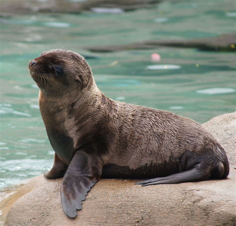 Images: Sea Lion Pups Make a Splash | Live Science