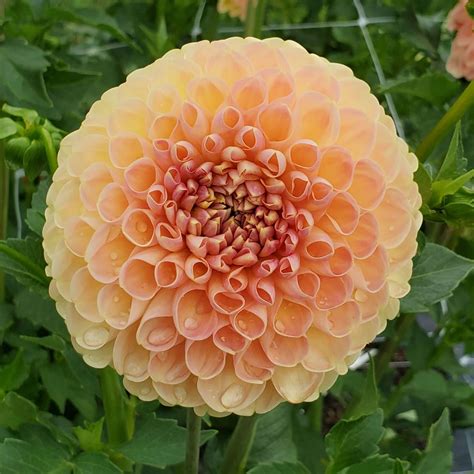Crichton Honey Dahlia by Back 9 Farm, Cut Flowers, LLC