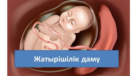 50. Жатырішілік даму. 9-сынып. Биология - YouTube