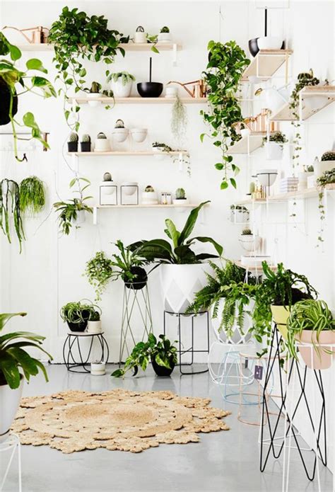 40 Beautiful Indoor Patterned Plants to Create a Lively Atmosphere
