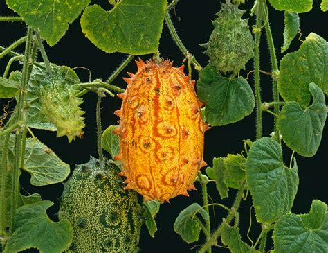 Kiwano Melon Size at Jake Woolley blog