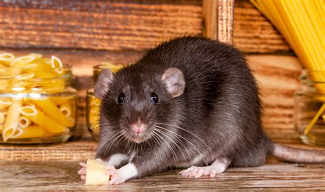 Can Rats Give Humans Lice at Loren Griffith blog