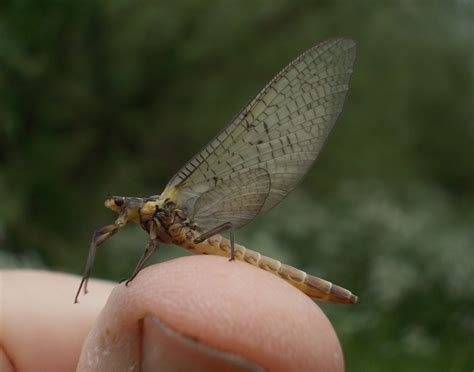 Mayflies, May Blossom… yes, it’s May at Wraysbury Lakes | ObsessedByNature