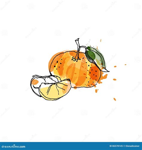 Tangerine, Drawing by Watercolor and Ink with Paint Splashes on Stock ...