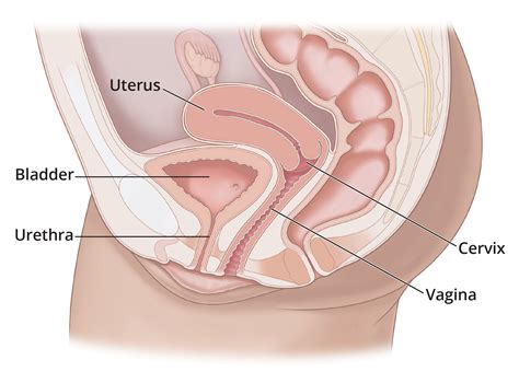 Female Anatomy Uterus Diagram