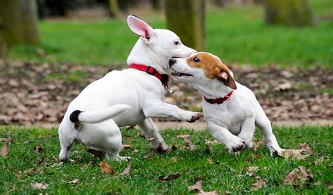 Dog Play – Nimenenea