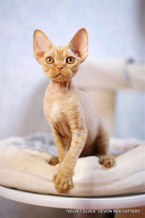 🐾 Питомник кошек Девон Рекс в Москве, купить котенка девон рекс, фото и ...