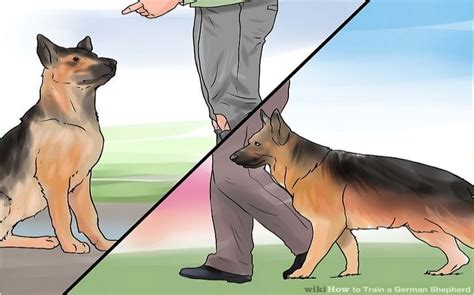 how to train a german shepherd dog