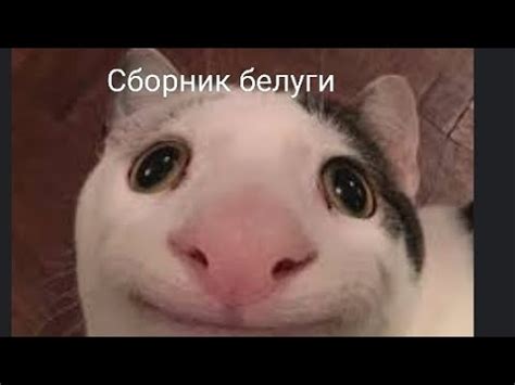 Сборник белуги на русском @TXPStudio - YouTube