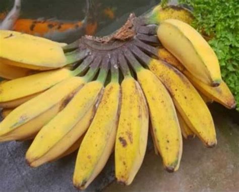 manfaat utama  pisang kepok