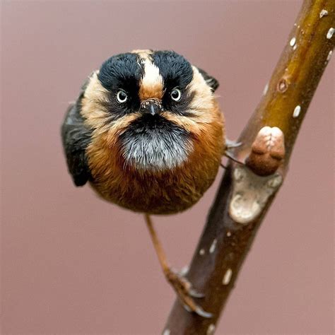 Coffeenuts — geographicwild: Photo by @adityaa_chavan Real face...