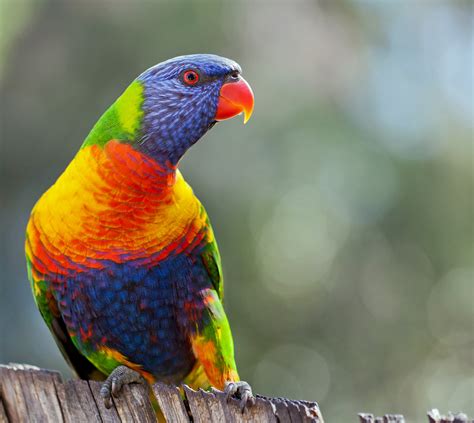 Rainbow Lorikeet (Trichoglossus haematodus)