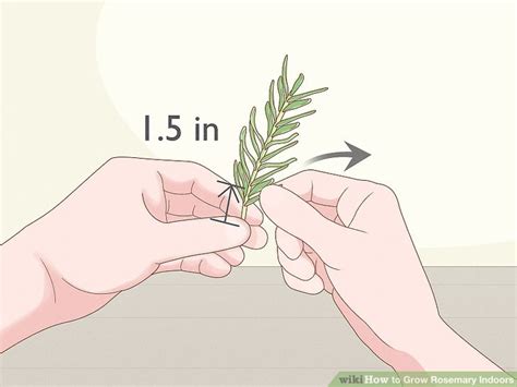 How to Grow Rosemary Indoors (with Pictures) - wikiHow