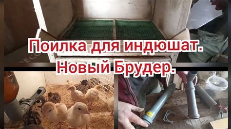 Поилка для индюшат, Брудер своими руками. - YouTube