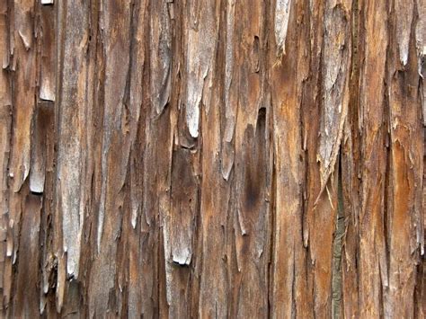 Cedar vs. Pine - What’s the Difference? - Northern Nester