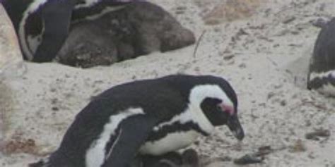 Robben Island penguins hit by fuel from wrecked tanker - Ocean Sentry