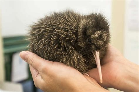 kiwi bird facts  zealands  iconic animal factsnet