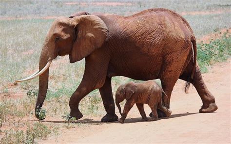 O Elefante Que Não Sabia Esperar - Elefante | Características, alimentación, reproducción, hábitat ...