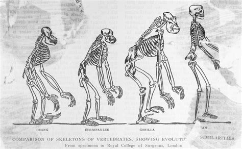 Are humans still evolving?