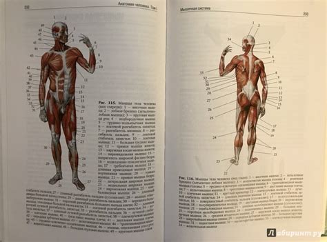 Книга: Анатомия человека. Учебник. В 2-х томах. Том 1 - Сапин ...