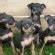 Prazsky Krysarik Dog Breed - Pictures, Information, Temperament ...