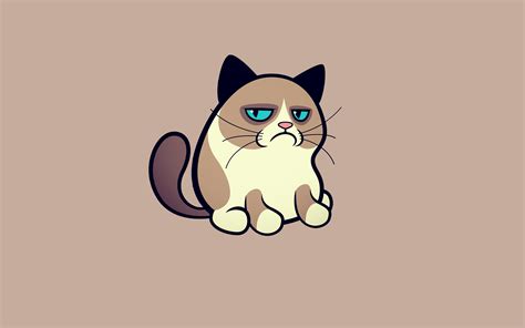 Обои кот, сердитый, котик, cat, кошка для рабочего стола - раздел ...