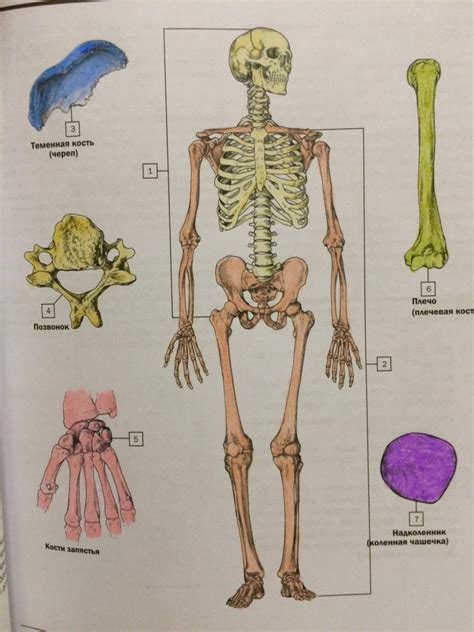 Анатомия Человека Атлас Раскраска Скачать Pdf Бесплатно – Telegraph