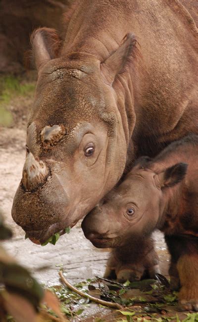 Borneo’s hairy rhino — Borneo Rhino Alliance