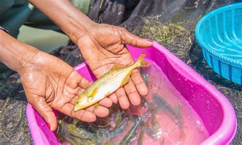 What do we know about the future of aquatic foods in global agri-food ...