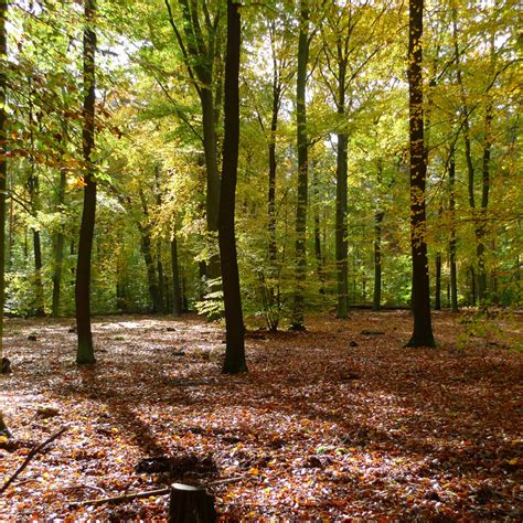 grunewald nordwaerts vom nikolaisee supernaut