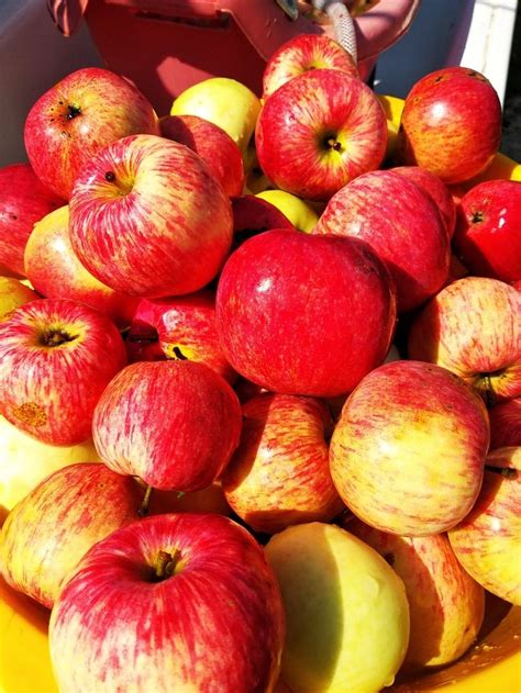 Яблочки | Fruit, Food, Apple