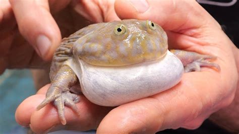 Budgett’s frogs